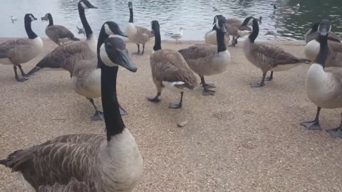 Feeding Canada geese