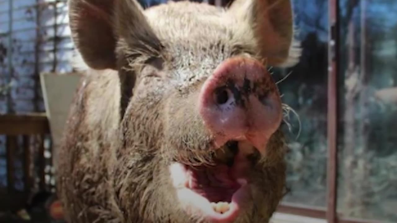 'Mini Pig' Grows ENORMOUS so Dads Move to the Countryside Just for Her | The Dodo