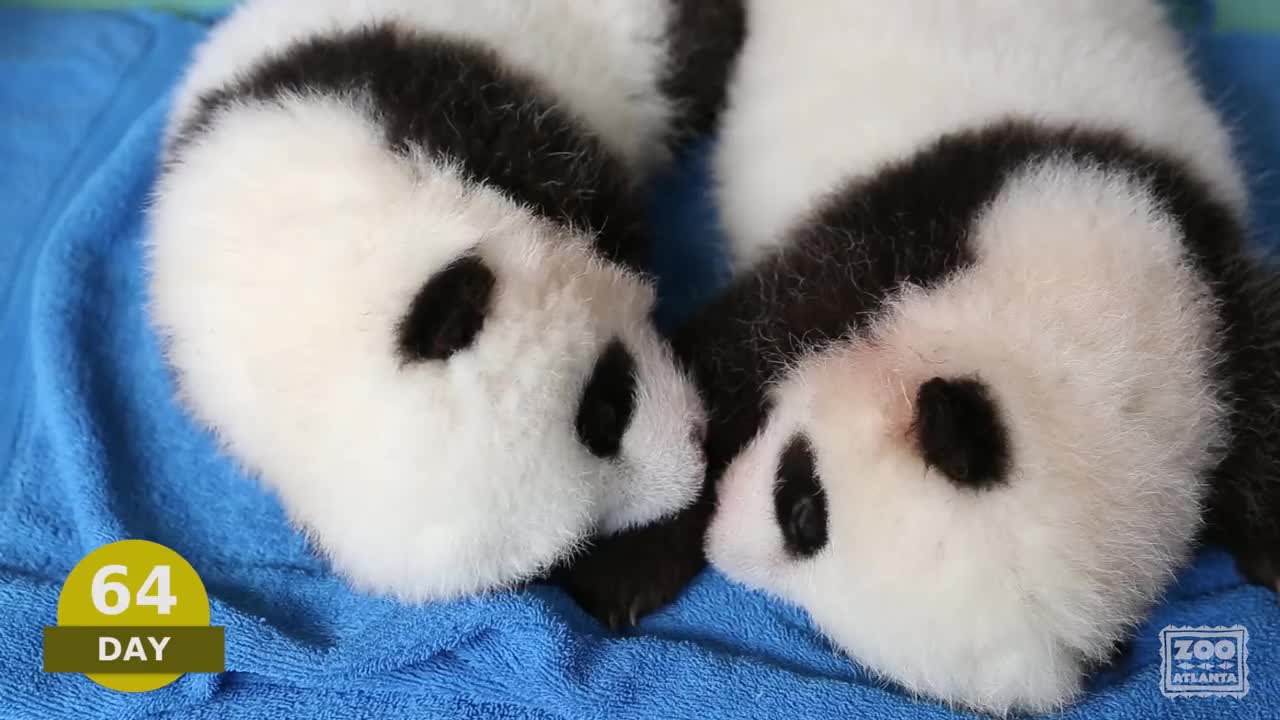 The first 100 Days of Mei Lun and Mei Huan