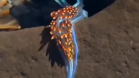 Sea Slug