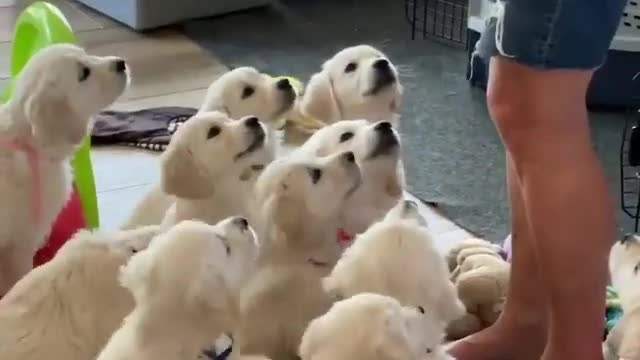 so cute baby dogs