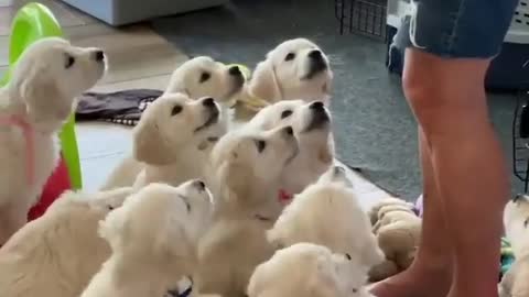 so cute baby dogs