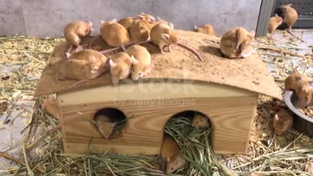 Group of small mice ❤️