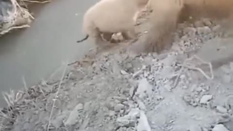 Dog save her baby