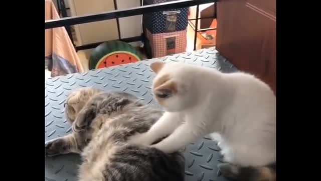 Cat-style massage