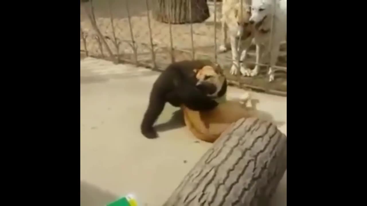 Dog vs bear fight