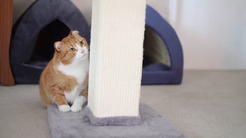 Stubborn Cat🐈 Playing With Her Mother, very excited.