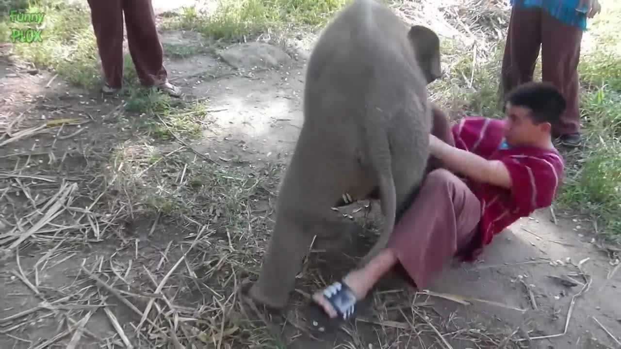 Most Funny and Cute Baby Elephant Videos Compilation