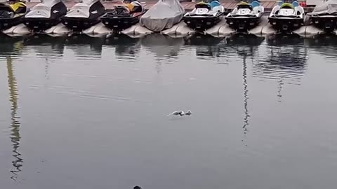 An eagle 🦅 catching a octopus 🐙🦑 i think it's his last mission