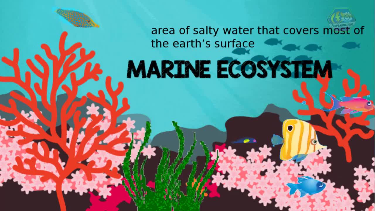 MARINE ECOSYSTEM | Biology Animation