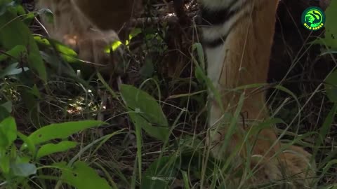 13 Deadliest Tiger Attacks Caught on Camera