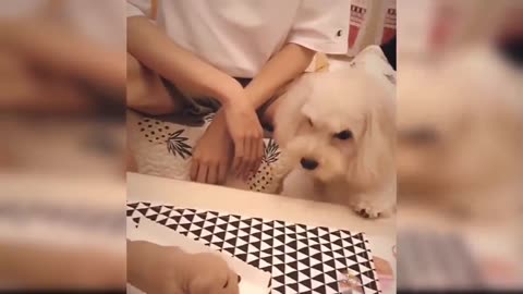 Dog Reaction to Cutting Cake - Funny Dog Cake Reaction Compilation #2