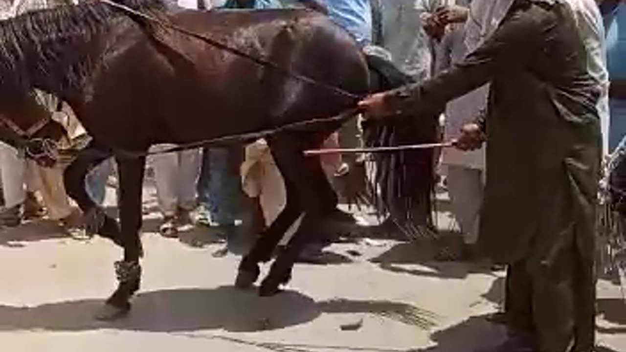 Horse Dancing