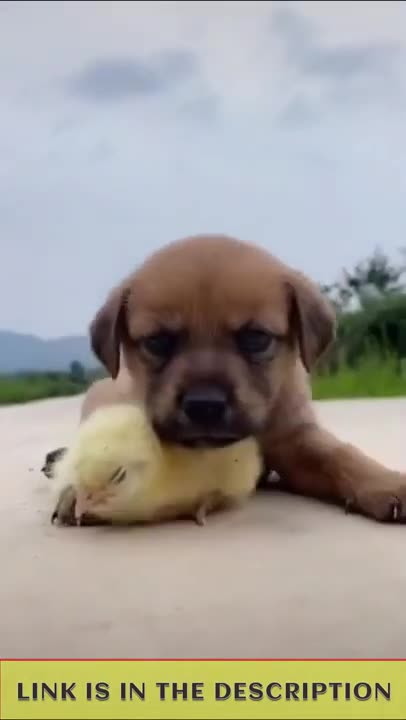 Try Not To Laugh _ Funny Dogs Videos Compilation _ Adorable Dogs 🐶