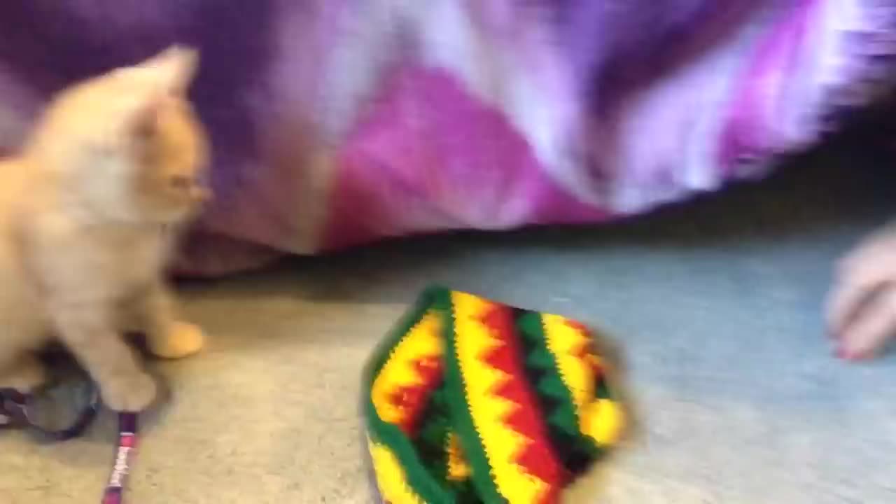 1 hour of funniest cats ever 😂😂