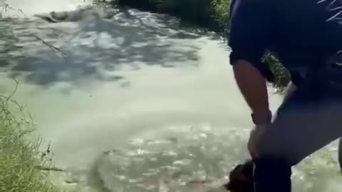 feeding crocodile