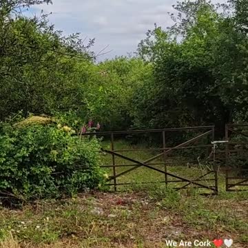 Wild Buzzard in Cork