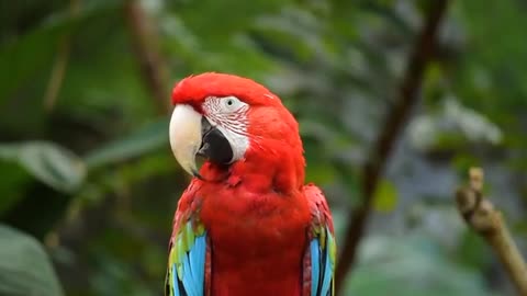 Mitthu Talking Parrot Speaking And Dancing
