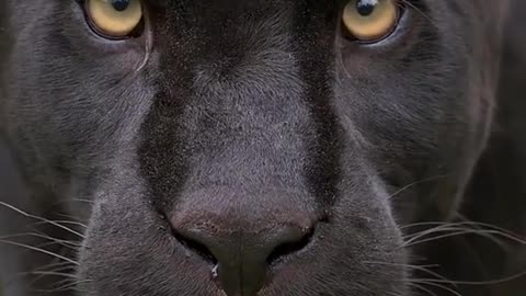 beautifoul Black panther puma jaguar