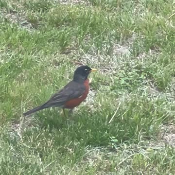 This lawn is really for the bird. I’m glad that I am one .🤪