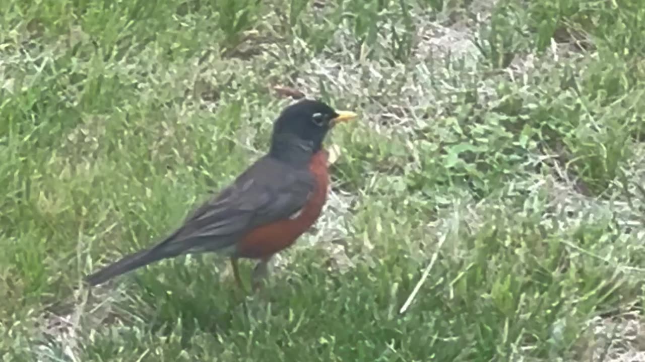 This lawn is really for the bird. I’m glad that I am one .🤪