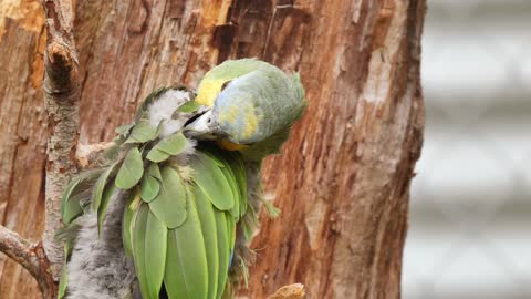 Colors parrot