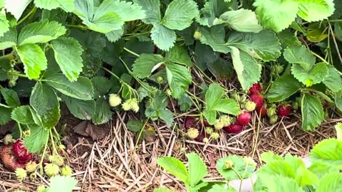 Strawberries Farm