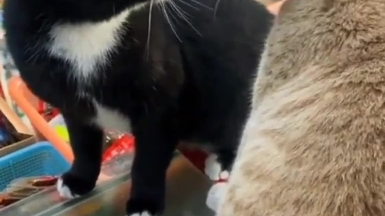 This cat fights with other cats just fighting over territory