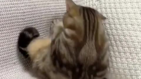 Funny animal