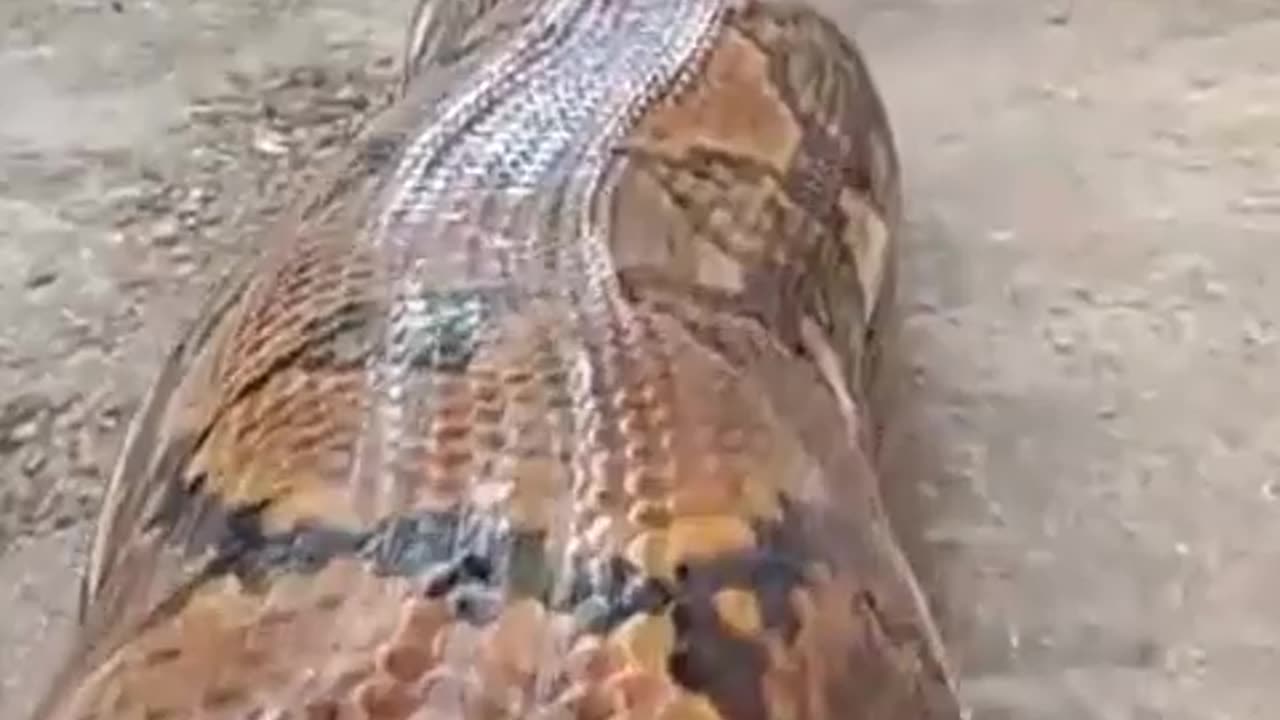 Hooo most big snake in the world 😖