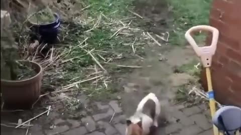 Funniest Cats and Dogs 🐶🐱 | Funny Animal Videos #9 More funny cats and dogs →