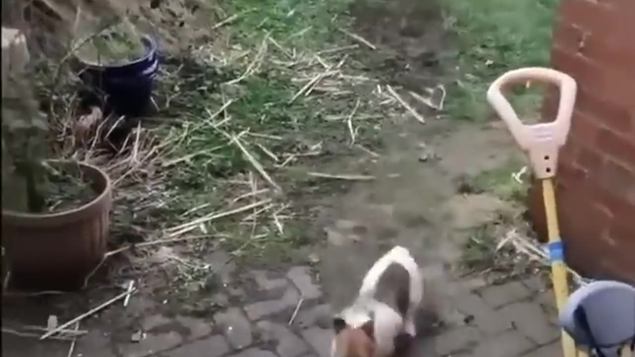 Funniest Cats and Dogs πΆπ± | Funny Animal Videos #9 More funny cats and dogs β