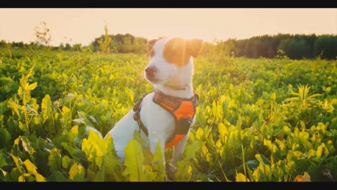 Dog Stock Footage || Pet || Animals || 4K Quality