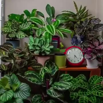 WATCH; WITHIN 24 HOURS HOW YOUR PLANTS MOVE! WATCH!