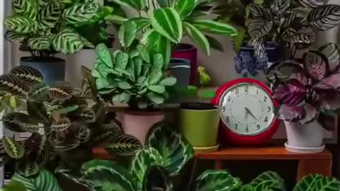 WATCH; WITHIN 24 HOURS HOW YOUR PLANTS MOVE! WATCH!