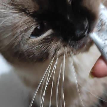 Xiexie like eat tuna snack