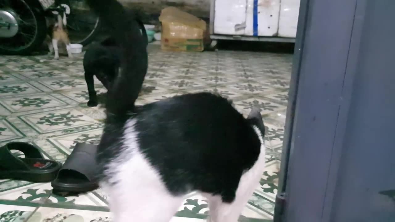 Sharing My Cute Pets Cat and Puppy Dog Funny Moment