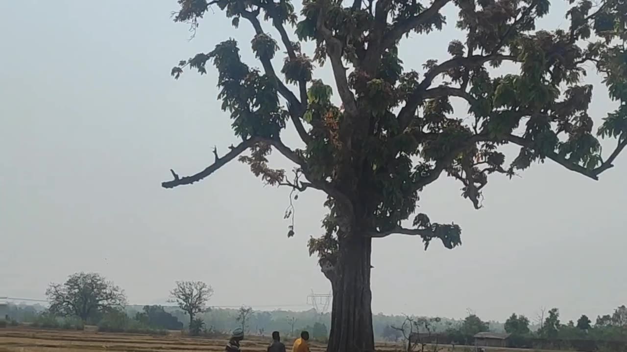 TREE 🌲 CUTTING IN INDIA