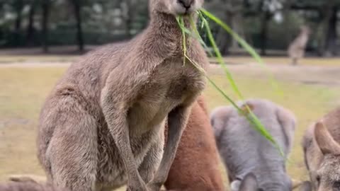 The proud Kangaroo