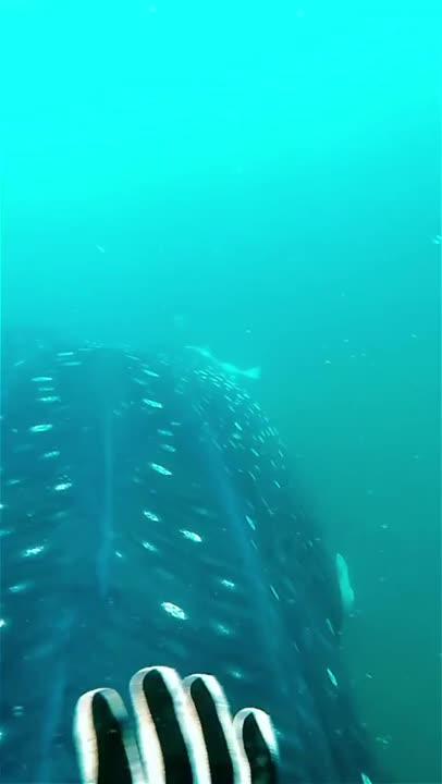 meeting with the beautiful whale shark 😍