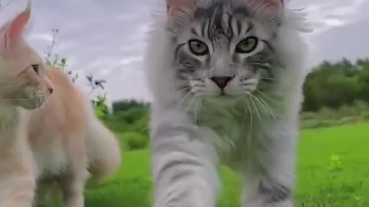 "Elegant Paws: The Extraordinary Walking Style of My Lovely Cat"