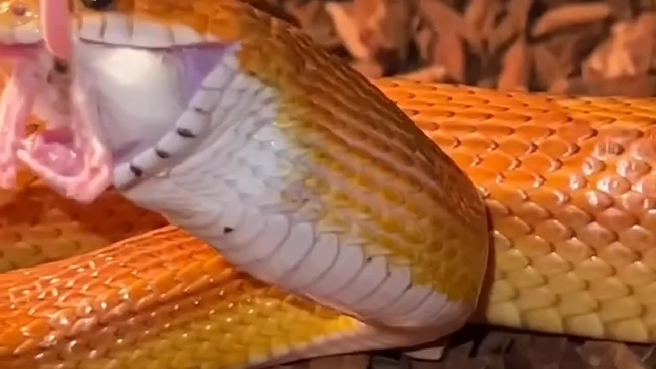 corn snake vs. mouse