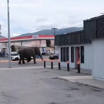 #BREAKING: A circus elephant has gotten loose after escaping from its circus tent #Butte | #Montana