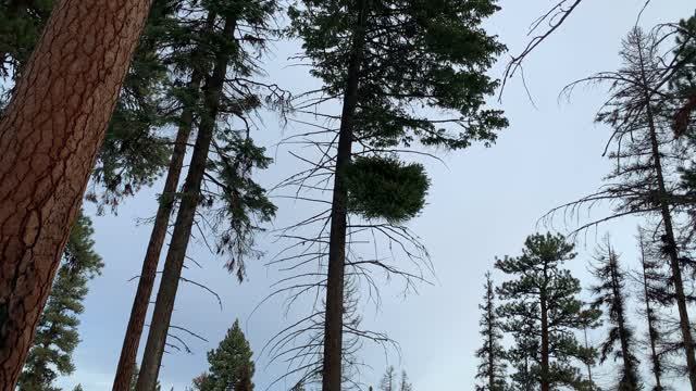 What Creature Lurks? – Bandit Springs Sno-Park – Central Oregon – 4K