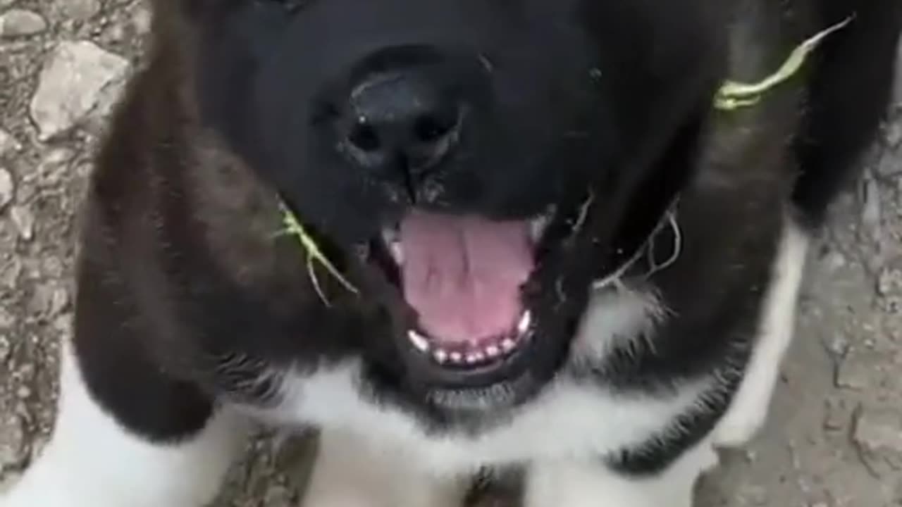 shocking reaction of a dogs