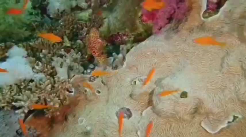 Went to the Ocean pipe today