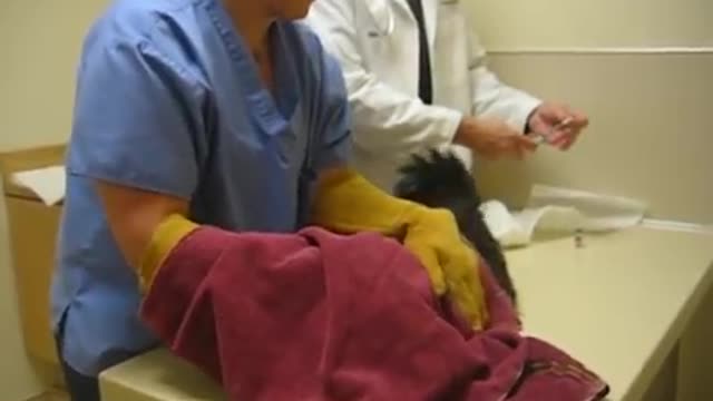 cat doesn't want to vaccinate