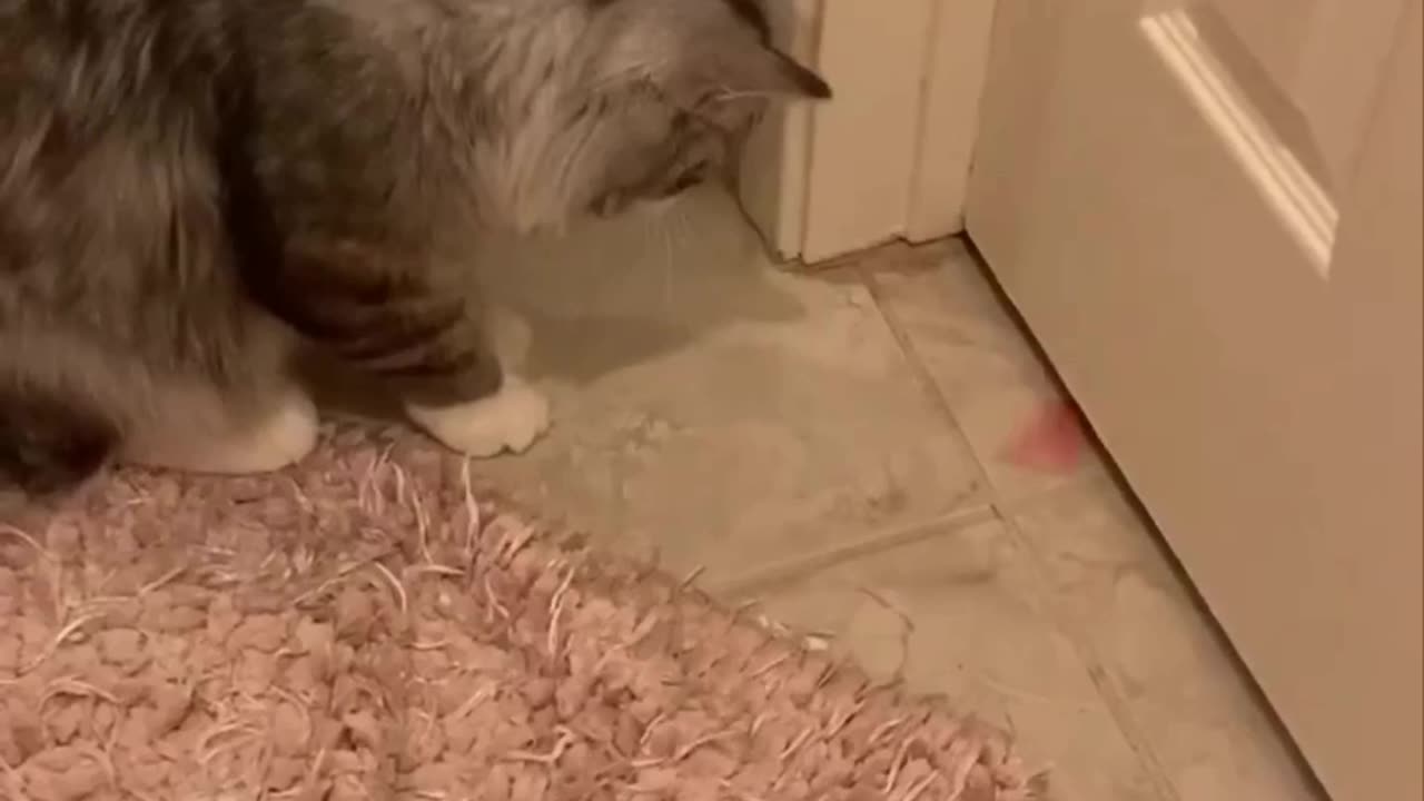 New cat game was invented 😂