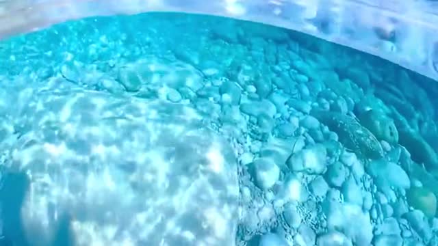 Song sung blue Everybody knows one