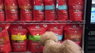 Teddy @ted_gram goes shopping